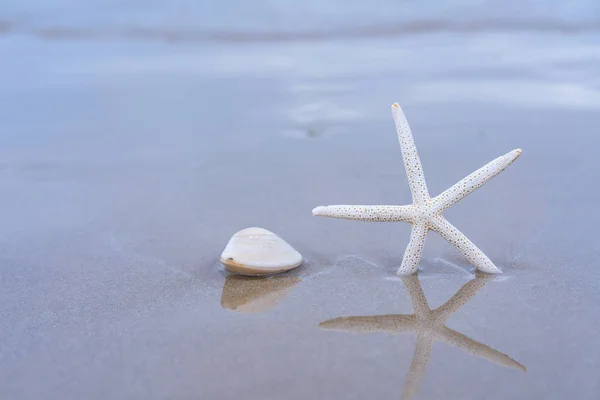 夏日沙滩上的海星 背景为海 — 图库照片