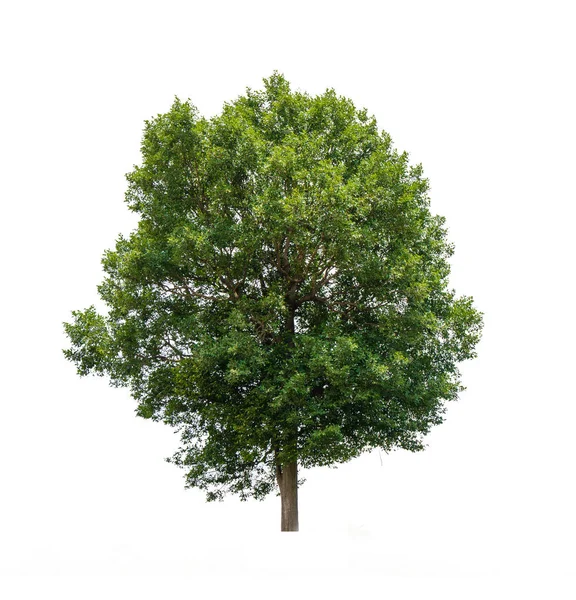 Albero Estate Isolato Sfondo Bianco — Foto Stock