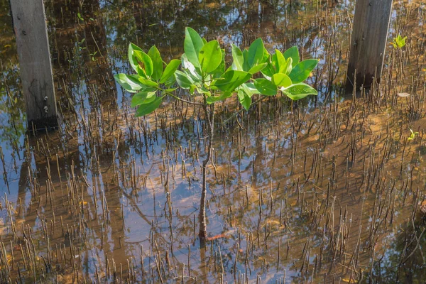 Mangrove Trees Roots Nature Kung Krabaen Bay Thailand — Stock Photo, Image