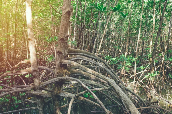 Mangrove Trees Roots Nature Kung Krabaen Bay Thailand — Stock Photo, Image