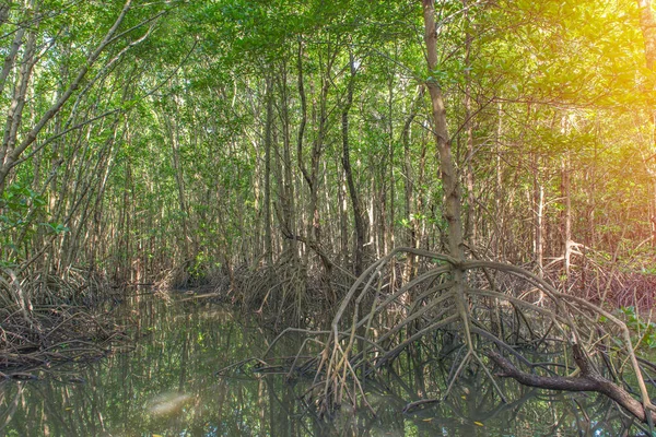 Mangrove Bomen Wortels Van Natuur Kung Krabaen Baai Thailand — Stockfoto