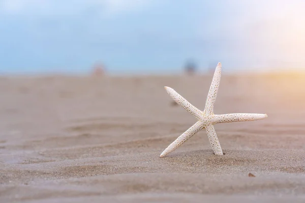 Étoile Mer Sur Une Plage Sable Fin Été Avec Fond — Photo