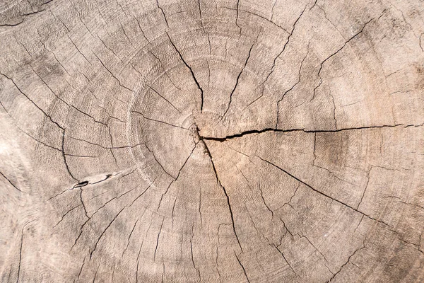 Ağaç Kütükleri Kesilen Orman Ormansızlaşma Soyut Arka Planı Için — Stok fotoğraf