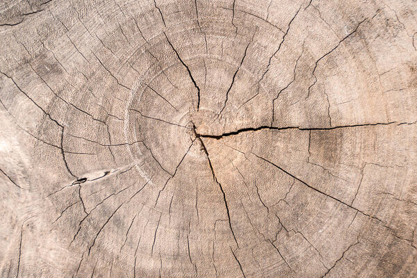 tree stumps and felled forest deforestation abstract for background.