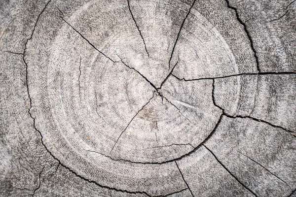 Baumstümpfe Und Gefällte Waldabholzung Als Hintergrund — Stockfoto