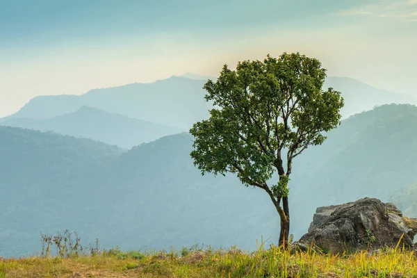 Yalnız Ağaç Phucheefah Manzara Dağ Orman Park Chiang Rai Ili — Stok fotoğraf