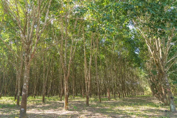 Καουτσούκ Φυτεία Τοπμακ Δέντρα Καουτσούκ Αγρόκτημα Στην Ταϊλάνδη — Φωτογραφία Αρχείου