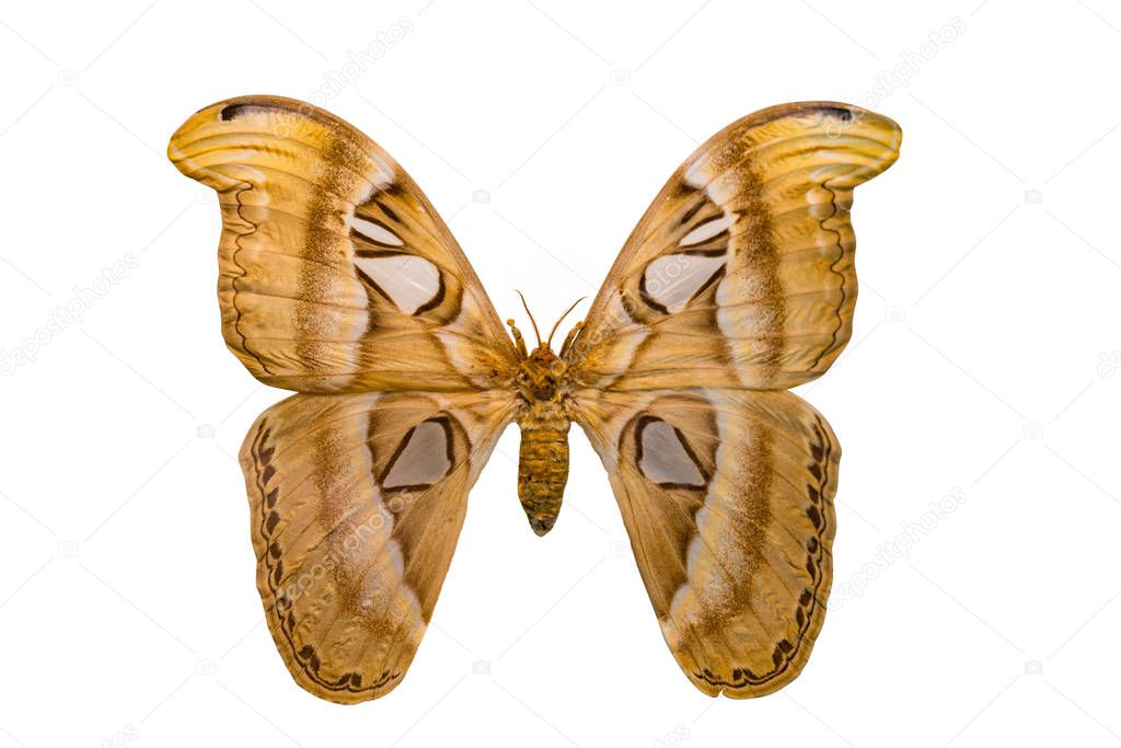 Giant butterfly Atlas Moth isolated on white background