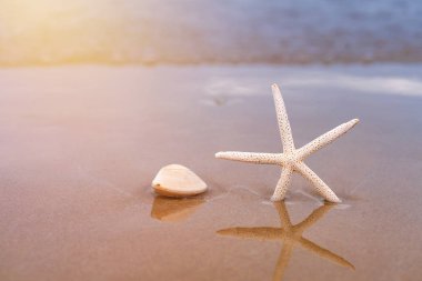 Yazın kumlu sahilde deniz yıldızı..