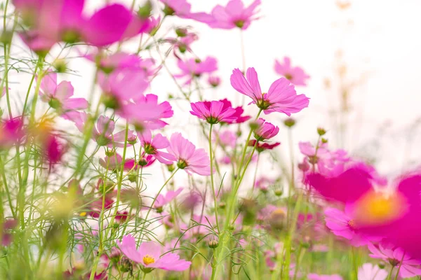 美しい庭のコスモス色の花 — ストック写真