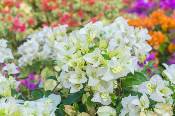 Colorata Bougainvillea Fiori Giardino Sfondo Floreale — Foto Stock