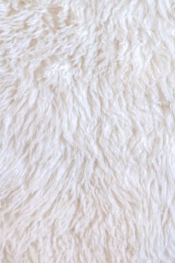 beyaz yün koyun saçı doku doğal hayvan kürk arka plan