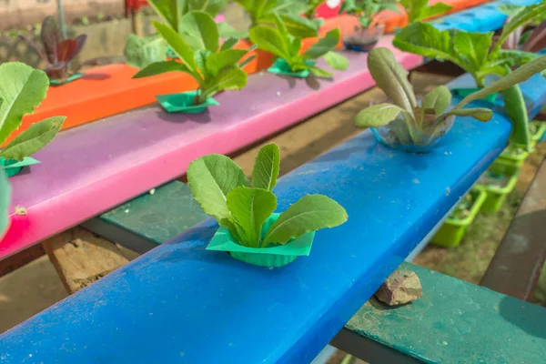 Organic hydroponic vegetable in the cultivation farm — Stock Photo, Image