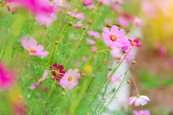 Cosmos flor colorida en el hermoso jardín —  Fotos de Stock