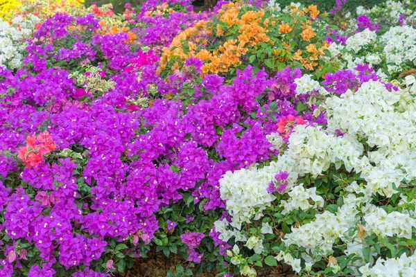 Flores de buganvillas coloridas en el jardín para fondos florales — Foto de Stock