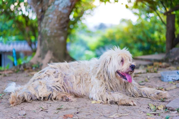 Porträt eines alten Hundes mit weichem Fell und Terrier im Park — Stockfoto