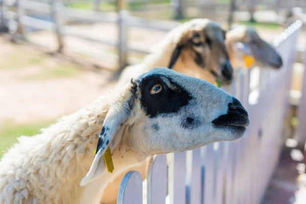 農場で羊の長いウール, クローズアップ — ストック写真