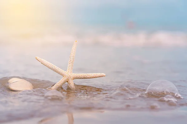 夏日沙滩上的海星，背景为海 — 图库照片