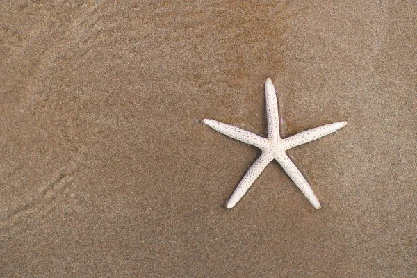 Starfish on sandy beach in summer with sea background — Stock Photo, Image