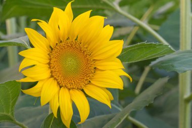 Ayçiçeği ayçiçeği bahçede çiçek açan güzel