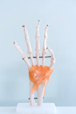 Bilgi için tıp merkezinde Yapay insan El plastik modeli