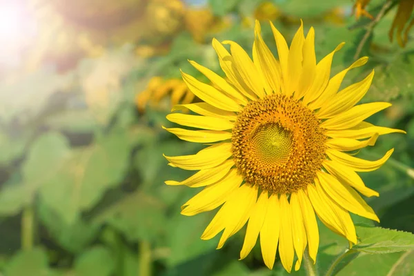 Bella di girasole che fiorisce nel giardino dei girasoli — Foto Stock