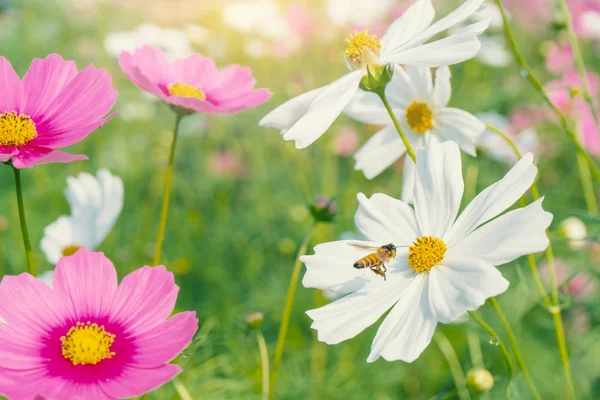 Abelha e Cosmos flor colorida no belo jardim — Fotografia de Stock