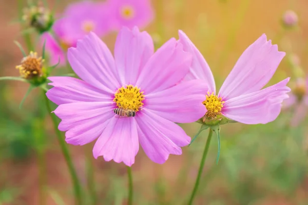 美しい庭のコスモス色の花 — ストック写真