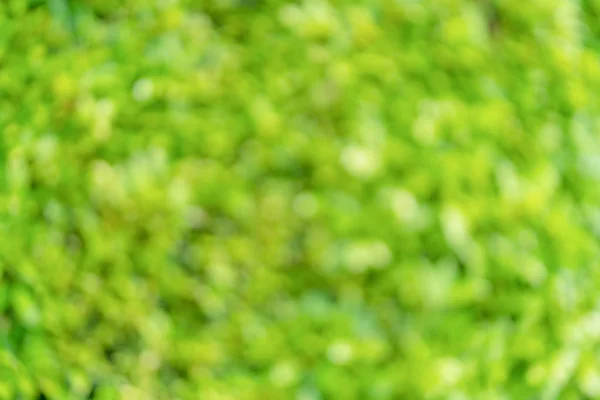 Suddiga gröna blad natur bokeh abstrakt för bakgrund — Stockfoto
