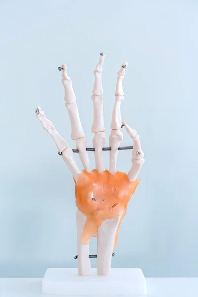 Modèle artificiel humain en plastique à main dans un centre médical pour apprenants — Photo