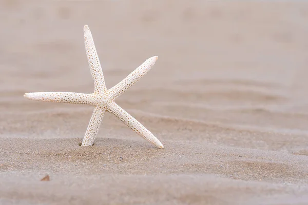 夏日沙滩上的海星，背景为海 — 图库照片