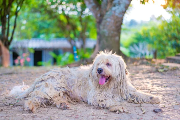 Porträt eines alten Hundes mit weichem Fell und Terrier im Park — Stockfoto