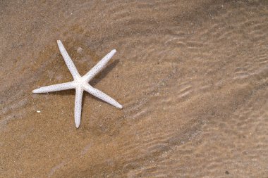Yazın kumlu sahilde deniz yıldızı.