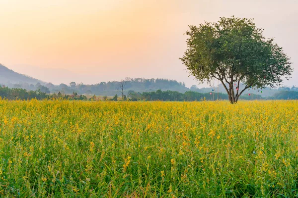 Gündoğumu ve dağ ile Crotalaria JUNCEA veya Pummelo çiçek — Stok fotoğraf