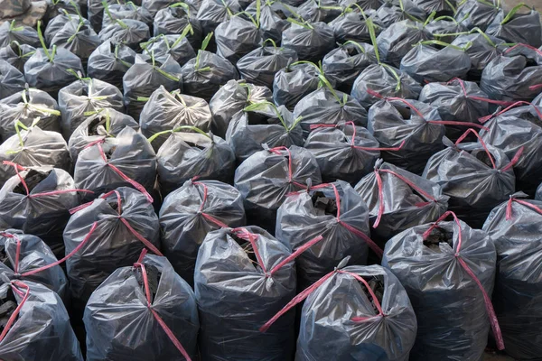 wooden charcoal production site with full sacks of charcoal