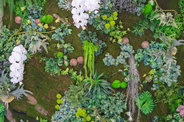 Beau fond naturel de fougère et de plante décorer sur le mur — Photo