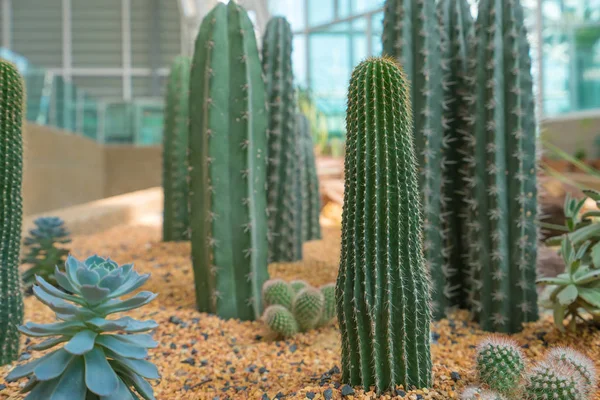 Beautiful big cactus in the rock garden — Stock Photo, Image