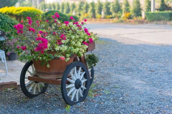 Colorful bougainvillea flowers on trolley or cart wooden in gard — Stock Photo, Image