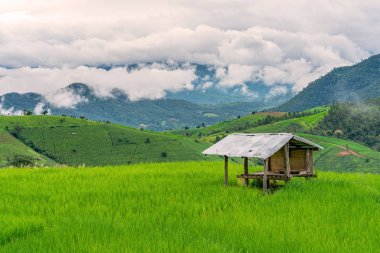 köy üzerinde yüzen sis pirinç tarlalarında yazlık veya kulübe 