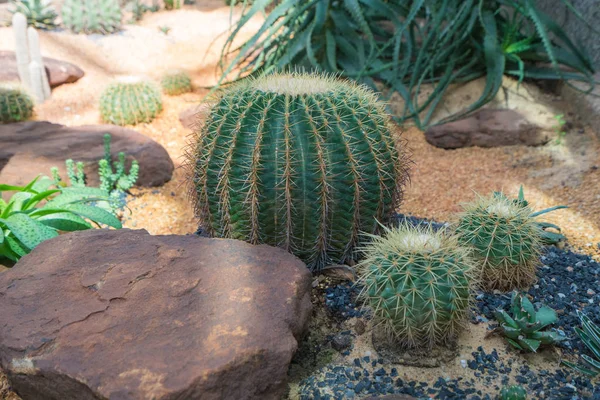 Beautiful big cactus in the rock garden — Stock Photo, Image