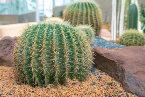 Beautiful big cactus in the rock garden — Stock Photo, Image