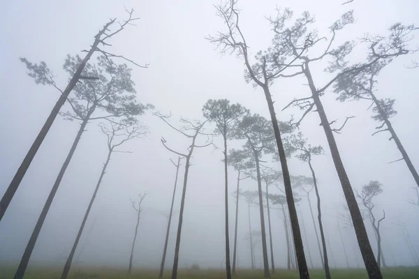 景观松树林在雾中，在普索岛国家p — 图库照片