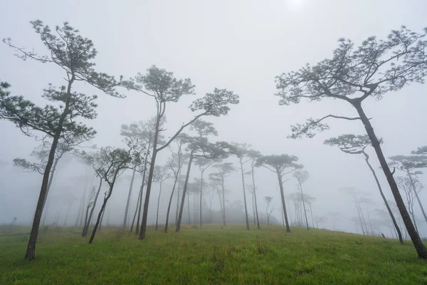 Пейзаж сосновый лес в тумане на Фу Сой Дао национального р — стоковое фото