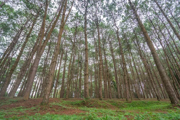 Troncos Árboles Altos Viejos Bosque Pinos —  Fotos de Stock