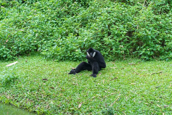 Witte Cheeked Gibbon Lar Gibbon Zitten Ontspannen Het Gras Open — Stockfoto