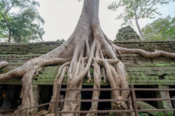 Tree Roots Cover Historic Khmer Temple Angkor Wat Cambodia — Stock Photo, Image