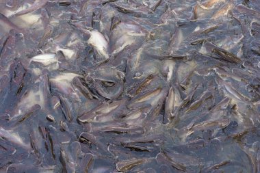 Tilapia Pangasius ve çeşitli balıklarla beslenen tatlı su balıkları, göletler ve nehirlerde yetişen balıklar..