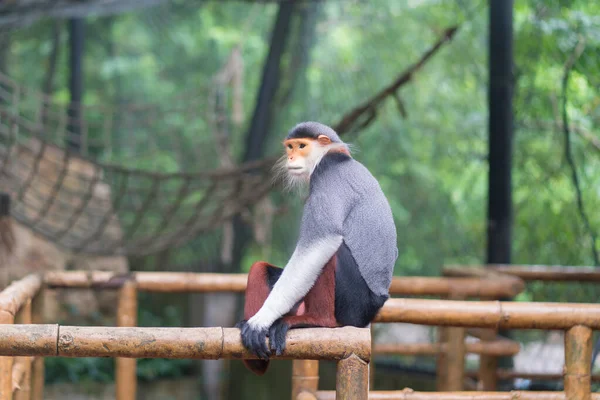 Lemurs Pět Barev Nebo Red Shanked Vědecké Jméno Pygathrix Nemaeus — Stock fotografie