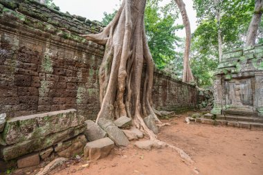 Angkor Wat, Kamboçya 'daki tarihi Khmer tapınağını ağaç kökleri kaplar..