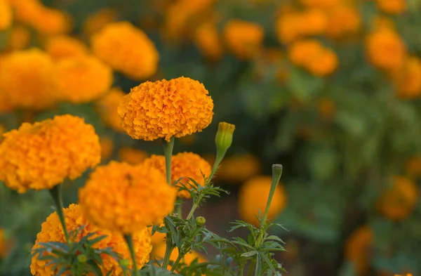 Beautiful Marigold Flower Beautiful Garden — Stock Photo, Image